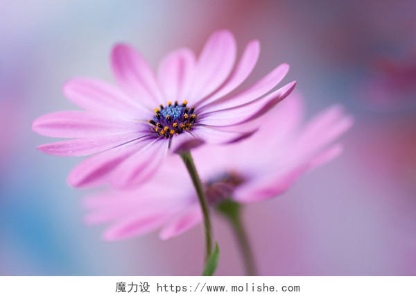 蓝灰色背景美丽的粉色雏菊花希望美好